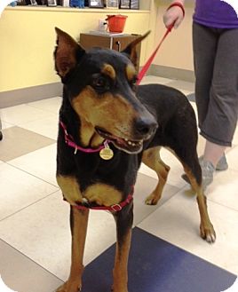 Doberman Pinscher Dog for Sale in Richmond, Virginia - Princess Leia Doberman Pinscher Dog for Sale in Richmond, Virginia - Princess Leia