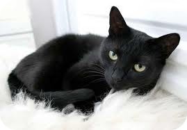 Domestic Shorthair Cat for Sale in Lancaster, Massachusetts - JJ Domestic Shorthair Cat for Sale in Lancaster, Massachusetts - JJ