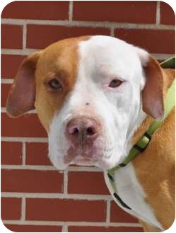 American Staffordshire Terrier/American Bulldog Mix Dog for Sale in Tucker, Georgia - Zappa American Staffordshire Terrier/American Bulldog Mix Dog for Sale in Tucker, Georgia - Zappa