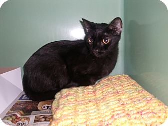 American Shorthair Cat for Sale in Petersburg, Virginia - Inky American Shorthair Cat for Sale in Petersburg, Virginia - Inky