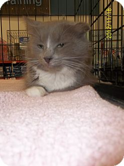 Domestic Shorthair Cat for Sale in Riverside, Rhode Island - Charlotte Domestic Shorthair Cat for Sale in Riverside, Rhode Island - Charlotte