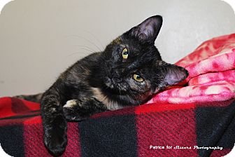 Domestic Shorthair Kitten for Sale in Lincoln, Nebraska - Tara Domestic Shorthair Kitten for Sale in Lincoln, Nebraska - Tara