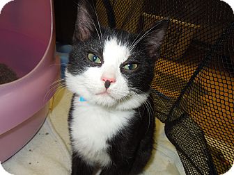 Domestic Shorthair Cat for Sale in Medina, Ohio - Jermaine Domestic Shorthair Cat for Sale in Medina, Ohio - Jermaine