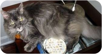 Domestic Longhair Cat for Sale in Alexandria, Virginia - Lucky Domestic Longhair Cat for Sale in Alexandria, Virginia - Lucky