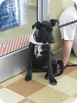 Dutch Shepherd/Carolina Dog Mix Puppy for Sale in Danbury, Connecticut - Agatha Dutch Shepherd/Carolina Dog Mix Puppy for Sale in Danbury, Connecticut - Agatha