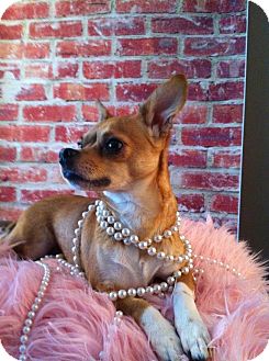 Chihuahua Dog for Sale in Chicago, Illinois - Mimi Chihuahua Dog for Sale in Chicago, Illinois - Mimi