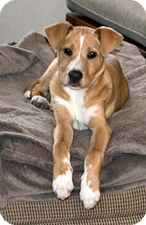 Boxer/Labrador Retriever Mix Puppy for Sale in Glastonbury, Connecticut - Allie~meet me!~ Boxer/Labrador Retriever Mix Puppy for Sale in Glastonbury, Connecticut - Allie~meet me!~