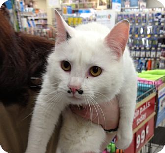 Domestic Shorthair Cat for Sale in Troy, Ohio - Groucho Marx Domestic Shorthair Cat for Sale in Troy, Ohio - Groucho Marx