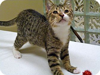 Domestic Shorthair Kitten for Sale in Chicago, Illinois - Shane Domestic Shorthair Kitten for Sale in Chicago, Illinois - Shane