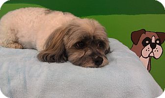 Havanese Dog for Sale in New Windsor, New York - Bruno Havanese Dog for Sale in New Windsor, New York - Bruno