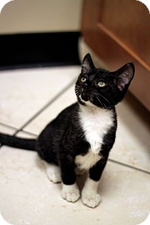 Domestic Shorthair Kitten for Sale in Chicago, Illinois - Jacques Domestic Shorthair Kitten for Sale in Chicago, Illinois - Jacques