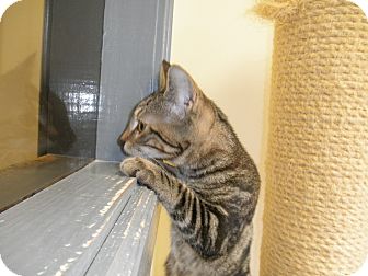 Domestic Shorthair Kitten for Sale in Milwaukee, Wisconsin - Sal - In Foster Care Domestic Shorthair Kitten for Sale in Milwaukee, Wisconsin - Sal - In Foster Care