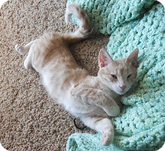 Domestic Shorthair Cat for Sale in Bentonville, Arkansas - Harvey Domestic Shorthair Cat for Sale in Bentonville, Arkansas - Harvey
