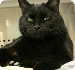 Domestic Shorthair Cat for Sale in Jackson, Michigan - Toby Domestic Shorthair Cat for Sale in Jackson, Michigan - Toby