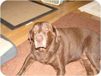 Labrador Retriever Dog for Sale in Chandler, Arizona - Moose Labrador Retriever Dog for Sale in Chandler, Arizona - Moose
