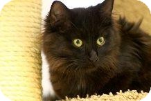 Bombay Kitten for Sale in Mesa, Arizona - Lily Bombay Kitten for Sale in Mesa, Arizona - Lily