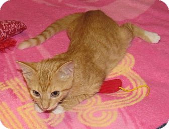 Domestic Shorthair Cat for Sale in Apex, North Carolina - Lazra Domestic Shorthair Cat for Sale in Apex, North Carolina - Lazra