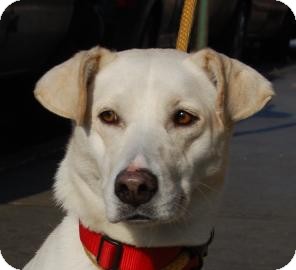 Labrador Retriever Mix Puppy for Sale in Brooklyn, New York - Tara Labrador Retriever Mix Puppy for Sale in Brooklyn, New York - Tara