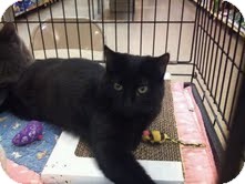 Domestic Shorthair Kitten for Sale in Modesto, California - Blondie Domestic Shorthair Kitten for Sale in Modesto, California - Blondie