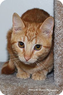 Domestic Shorthair Kitten for Sale in Lincoln, Nebraska - Hazel Domestic Shorthair Kitten for Sale in Lincoln, Nebraska - Hazel
