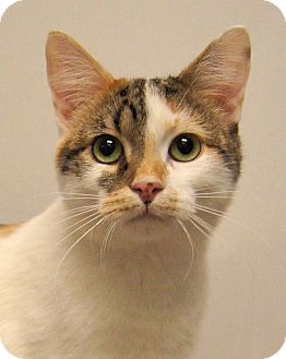 Domestic Shorthair Kitten for Sale in Colorado Springs, Colorado - Muffin Domestic Shorthair Kitten for Sale in Colorado Springs, Colorado - Muffin