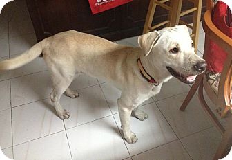 Labrador Retriever Dog for Sale in Miami, Florida - George Labrador Retriever Dog for Sale in Miami, Florida - George
