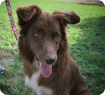 Australian Shepherd Dog for Sale in Abilene, Texas - Amber Australian Shepherd Dog for Sale in Abilene, Texas - Amber