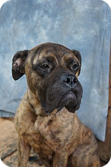 Bullmastiff Mix Dog for Sale in shelton, Connecticut - Jessie Bullmastiff Mix Dog for Sale in shelton, Connecticut - Jessie