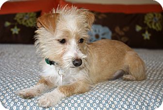Terrier (Unknown Type, Small)/Norfolk Terrier Mix Puppy for Sale in Bellflower, California - Peaches Terrier (Unknown Type, Small)/Norfolk Terrier Mix Puppy for Sale in Bellflower, California - Peaches