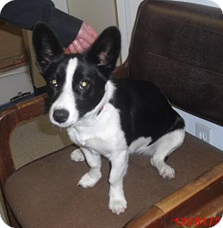 Corgi Mix Dog for Sale in Granbury, Texas - Tillia Corgi Mix Dog for Sale in Granbury, Texas - Tillia