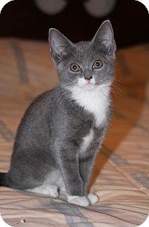 Domestic Shorthair Kitten for Sale in East Hanover, New Jersey - Sprite Domestic Shorthair Kitten for Sale in East Hanover, New Jersey - Sprite