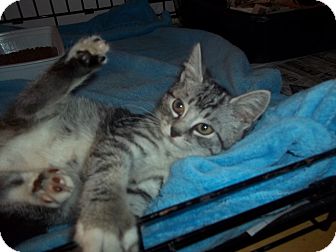 Domestic Shorthair Kitten for Sale in Whitestone, New York - BOOBOO Domestic Shorthair Kitten for Sale in Whitestone, New York - BOOBOO