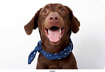 Labrador Retriever Dog for Sale in New York, New York - Charley Labrador Retriever Dog for Sale in New York, New York - Charley