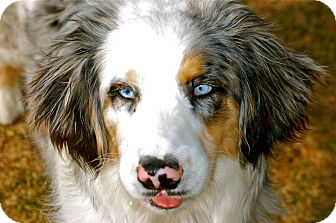 Australian Shepherd Mix Puppy for Sale in Meridian, Idaho - Smudge Australian Shepherd Mix Puppy for Sale in Meridian, Idaho - Smudge