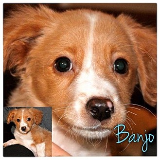 Dachshund/Beagle Mix Puppy for Sale in Westland, Michigan - Banjo Dachshund/Beagle Mix Puppy for Sale in Westland, Michigan - Banjo