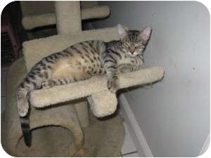 Domestic Shorthair Cat for Sale in Ft. Lauderdale, Florida - Mutt Domestic Shorthair Cat for Sale in Ft. Lauderdale, Florida - Mutt