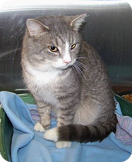 Domestic Shorthair Cat for Sale in Dover, Ohio - Hastings Domestic Shorthair Cat for Sale in Dover, Ohio - Hastings