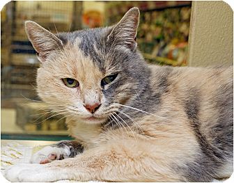 Calico Cat for Sale in Salem, New Hampshire - Nadia Calico Cat for Sale in Salem, New Hampshire - Nadia