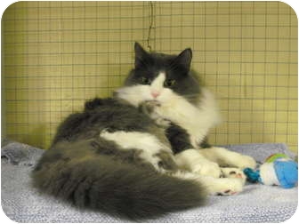Domestic Longhair Cat for Sale in Mission, British Columbia - Riley Domestic Longhair Cat for Sale in Mission, British Columbia - Riley