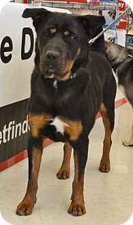 Rottweiler/Shepherd (Unknown Type) Mix Dog for Sale in Youngstown, Ohio - Ray ~ Adoption Pending Rottweiler/Shepherd (Unknown Type) Mix Dog for Sale in Youngstown, Ohio - Ray ~ Adoption Pending