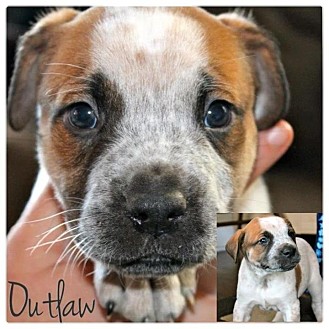 American Bulldog/American Pit Bull Terrier Mix Puppy for Sale in Westland, Michigan - Outlaw American Bulldog/American Pit Bull Terrier Mix Puppy for Sale in Westland, Michigan - Outlaw