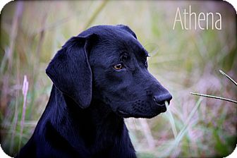 Labrador Retriever Mix Dog for Sale in Wilmington, Delaware - Athena Labrador Retriever Mix Dog for Sale in Wilmington, Delaware - Athena