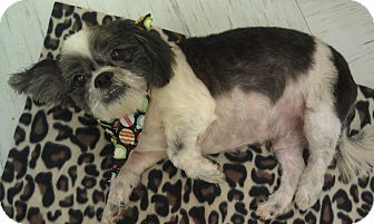 Shih Tzu Dog for Sale in New Windsor, New York - JERRY Shih Tzu Dog for Sale in New Windsor, New York - JERRY