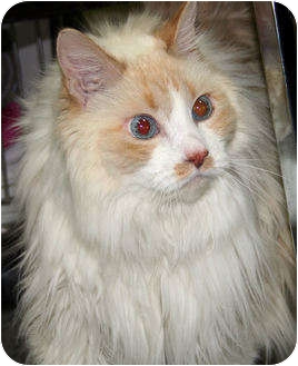 Domestic Longhair Cat for Sale in Edmonton, Alberta - Tippy Domestic Longhair Cat for Sale in Edmonton, Alberta - Tippy