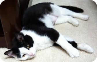 Domestic Mediumhair Cat for Sale in Alexandria, Virginia - Moo Moo Domestic Mediumhair Cat for Sale in Alexandria, Virginia - Moo Moo