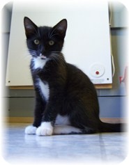 Domestic Shorthair Kitten for Sale in Shelton, Washington - Colleen Domestic Shorthair Kitten for Sale in Shelton, Washington - Colleen
