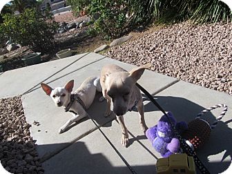 Chihuahua/Terrier (Unknown Type, Small) Mix Puppy for Sale in Phoenix, Arizona - Frostie Only $25 adoption fee! Chihuahua/Terrier (Unknown Type, Small) Mix Puppy for Sale in Phoenix, Arizona - Frostie Only $25 adoption fee!