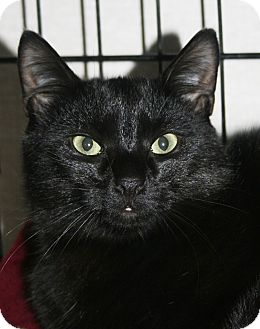 Domestic Shorthair Cat for Sale in Plainville, Massachusetts - Tyson Domestic Shorthair Cat for Sale in Plainville, Massachusetts - Tyson