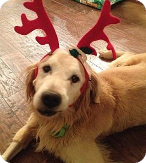 Golden Retriever Dog for Sale in White River Junction, Vermont - Max Golden Retriever Dog for Sale in White River Junction, Vermont - Max