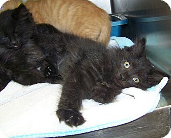 Domestic Longhair Kitten for Sale in Dover, Ohio - Ranger Domestic Longhair Kitten for Sale in Dover, Ohio - Ranger